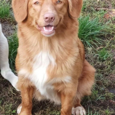 Image pour l'annonce Chiot retriever de la nouvelle Ecosse