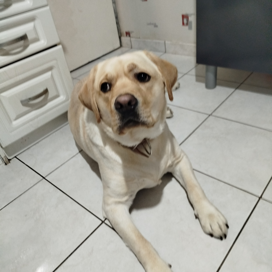 Image pour l'annonce Bonne labrador lof