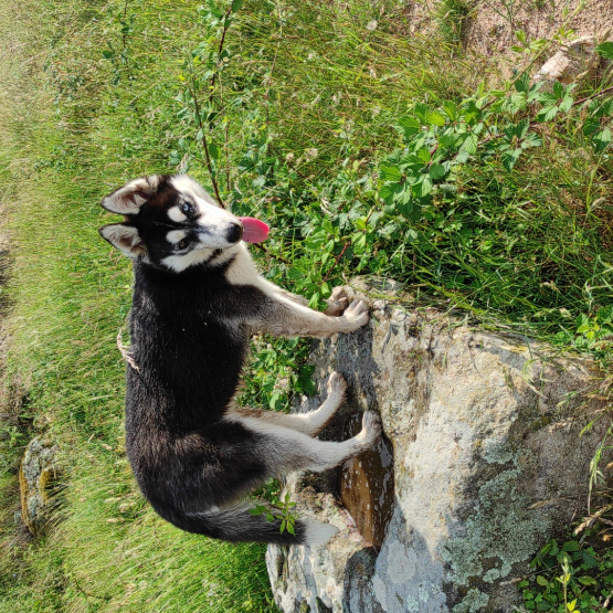 Image pour l'annonce Donne Husky de Sibérie