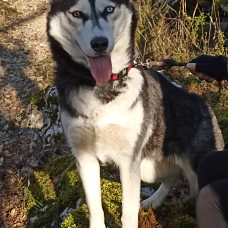 Image pour l'annonce Donne Husky de Sibérie