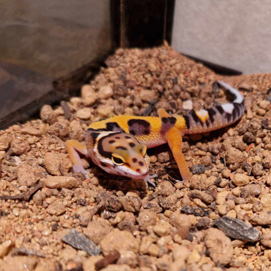 Image pour l'annonce Don jeune gecko léopard & vente terrarium tout équippé