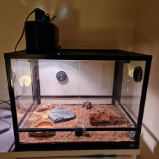 Image pour l'annonce Don jeune gecko léopard & vente terrarium tout équippé